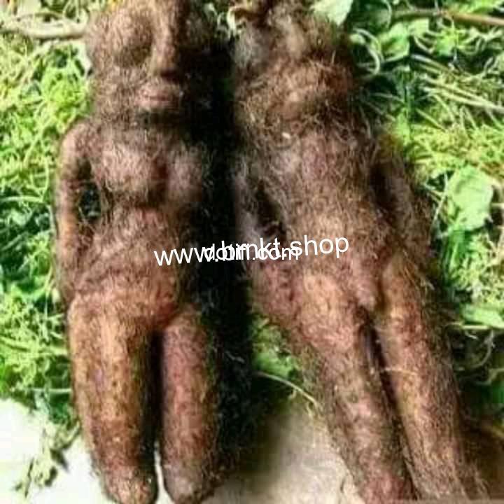 Tales by Moonlight – Beware Scary Husband & Wife Juju  Yam in Nigerian Markets – Torments Customer !