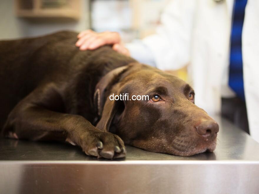 Dogs Across the U.S. Are Falling Sick From a Mystery Illness !  www.wild.ng